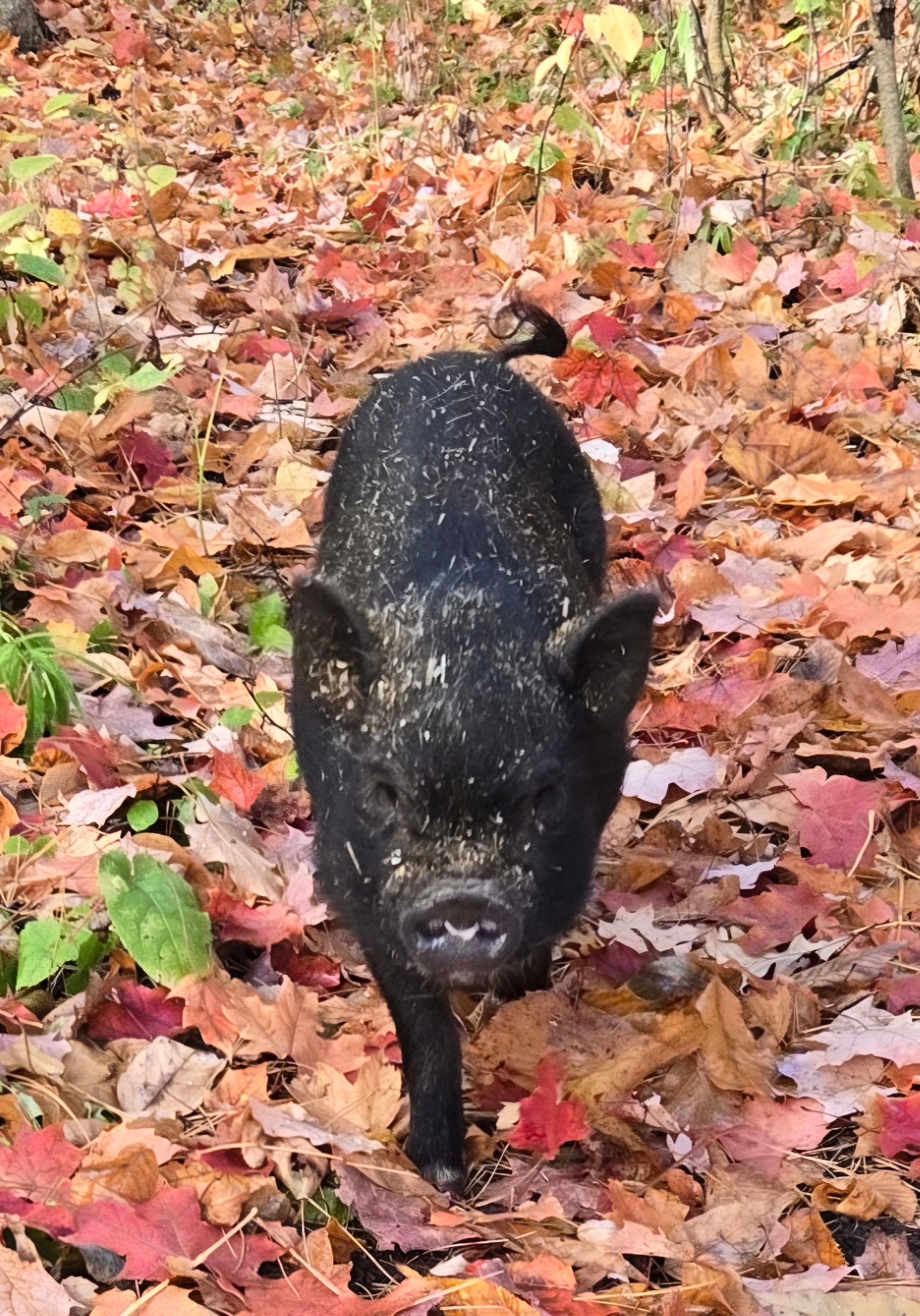 Black pig in autumn leaves at petting zoo