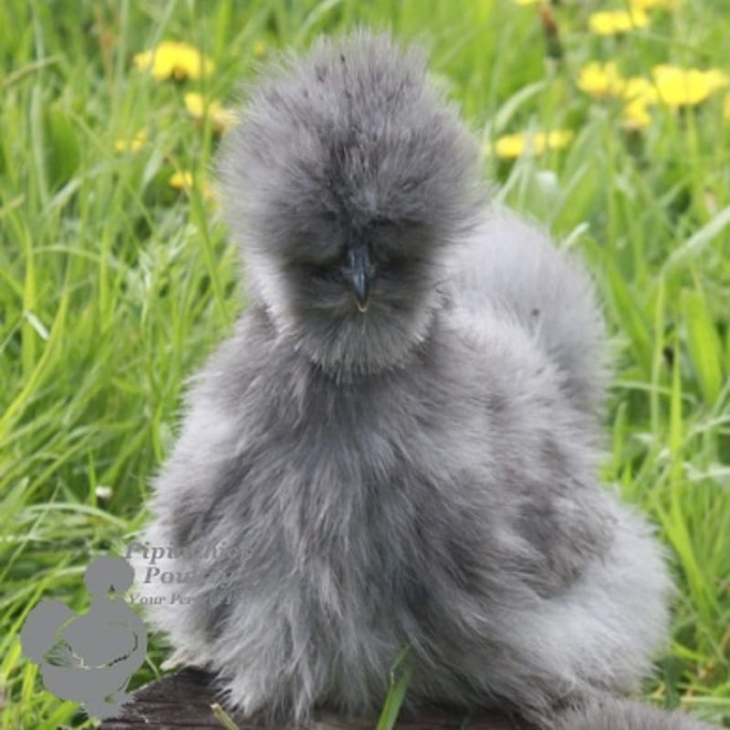 Fluffy silkie chicken in the grass