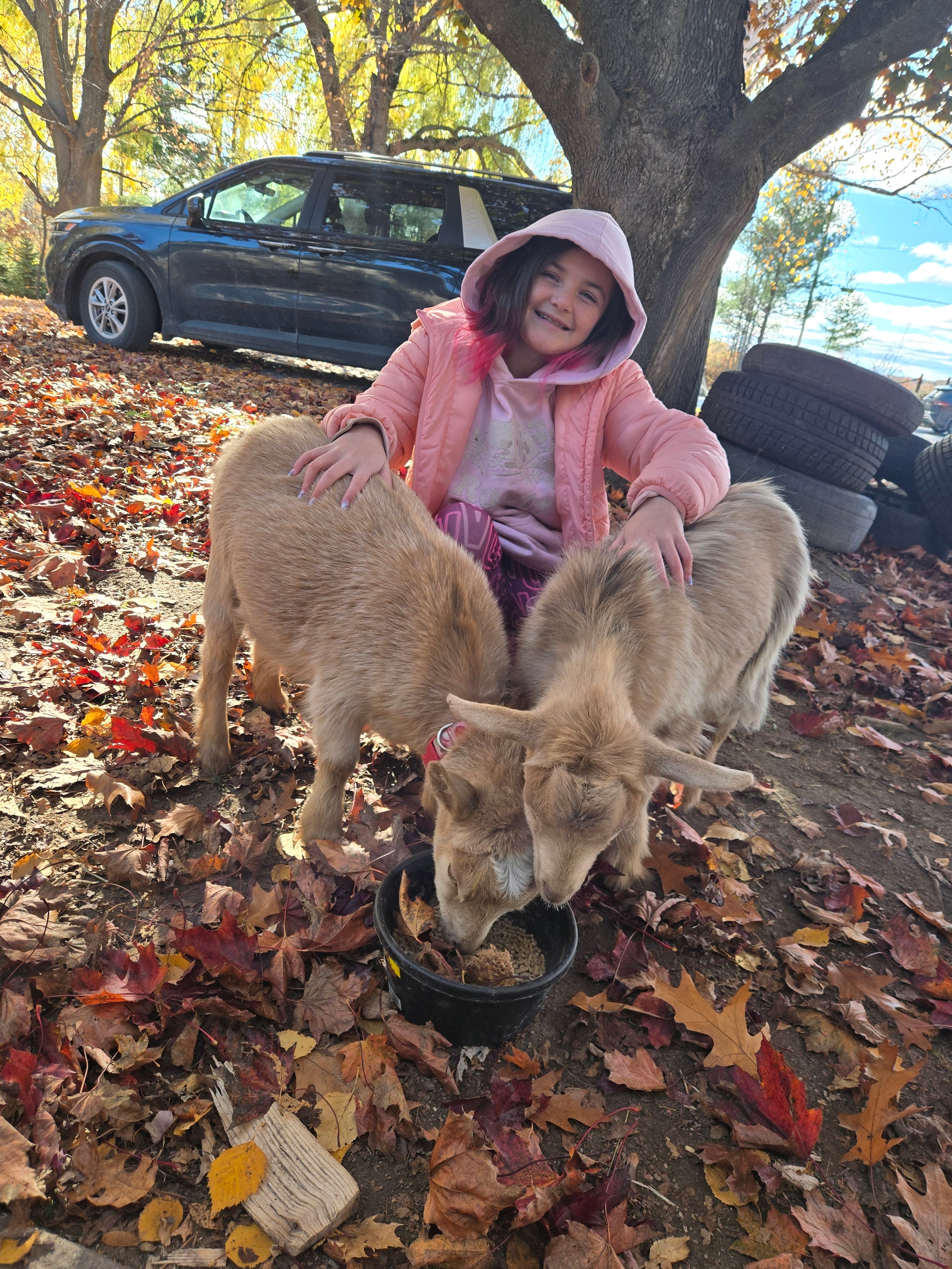Child petting a goat among autumn leaves