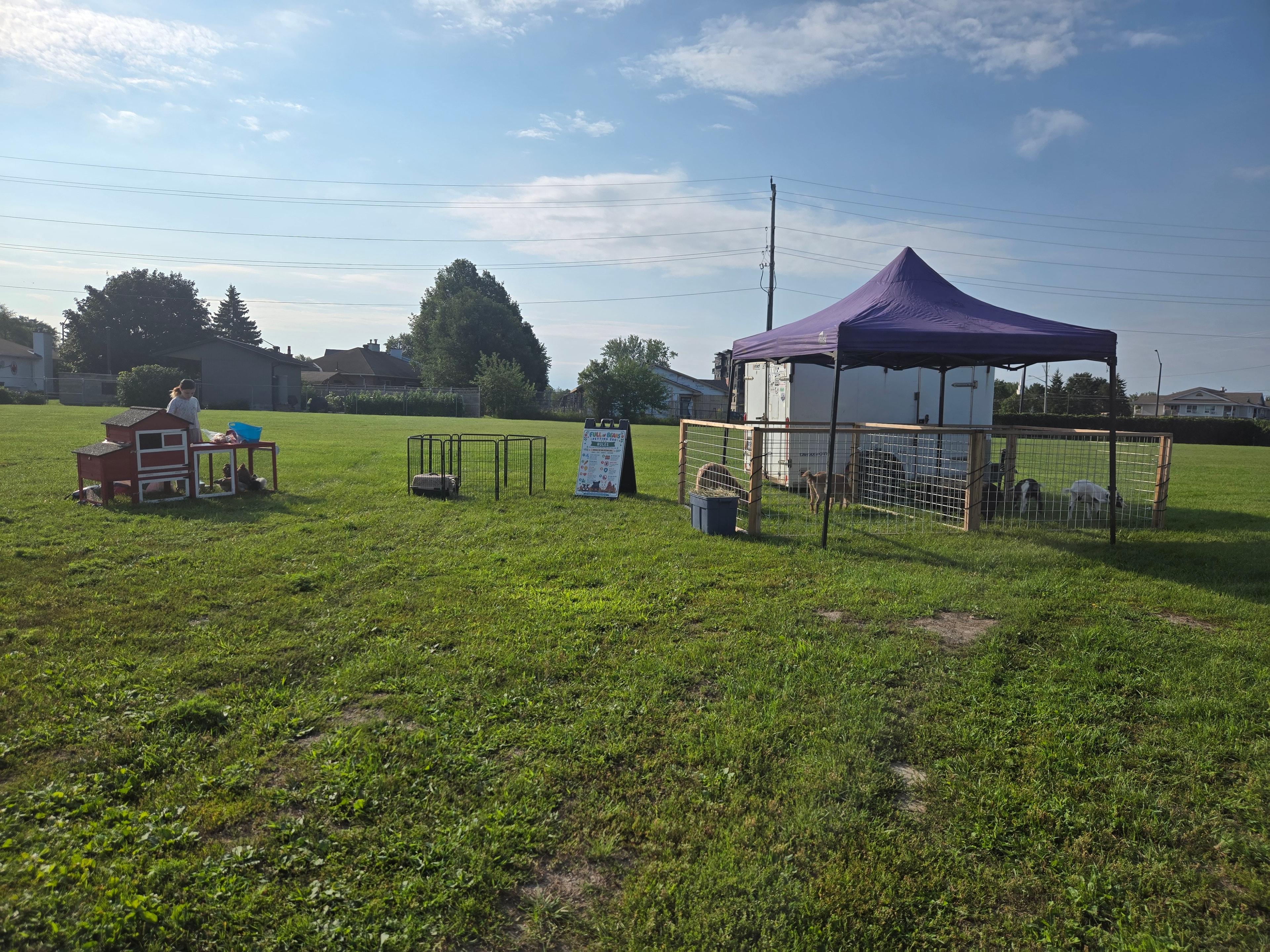 Mobile petting zoo setup with animals and purple canopy